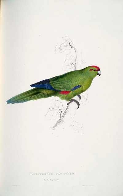 Red-crowned Parakeet by Edward Lear